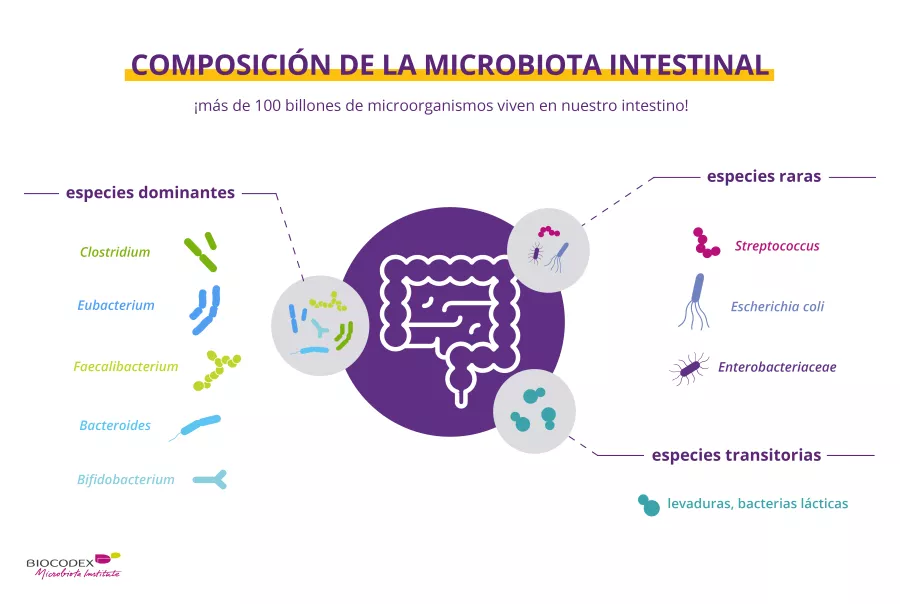 La microbiota intestinal | Contenido para el público general ...